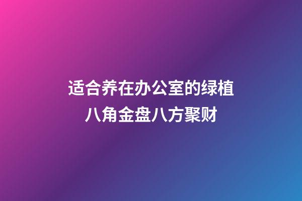 适合养在办公室的绿植　八角金盘八方聚财